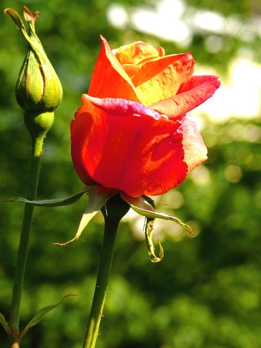 Macro photo of the red rose