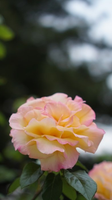 Spring flowers in a park