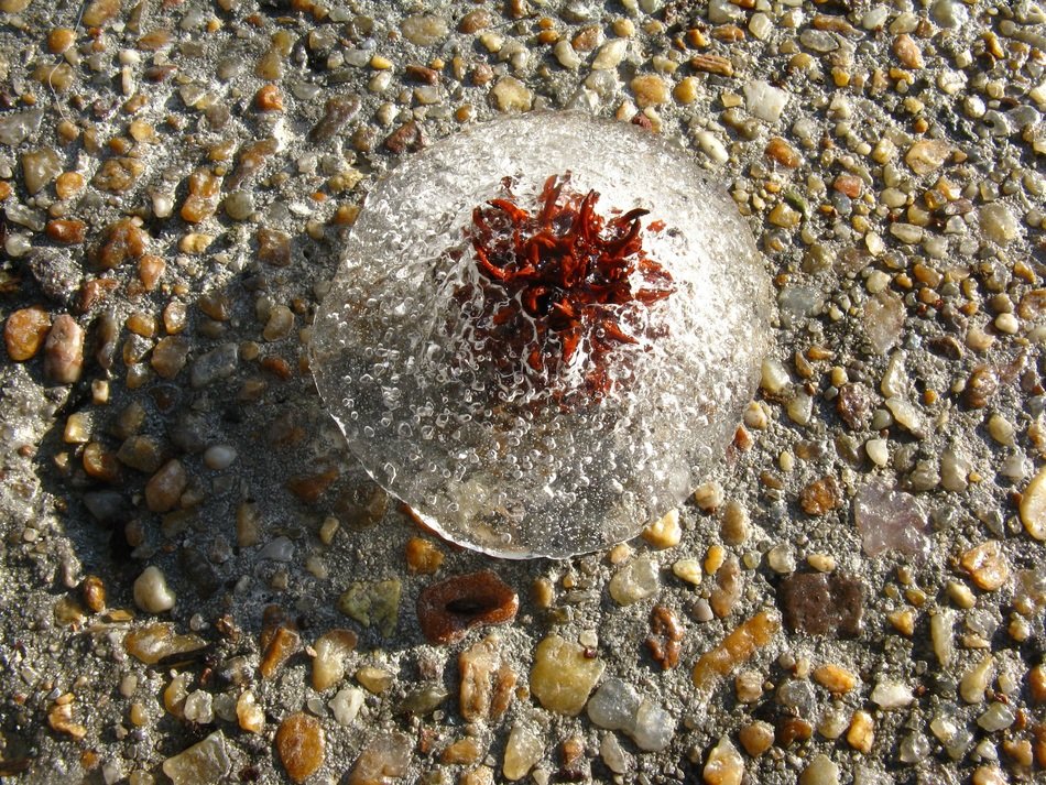 jellyfish on pebbles