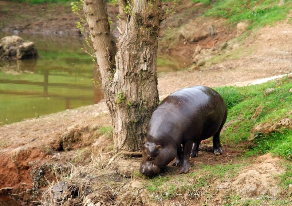 pygmy hippo near the tree