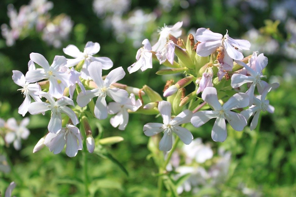 white blooming saponaria