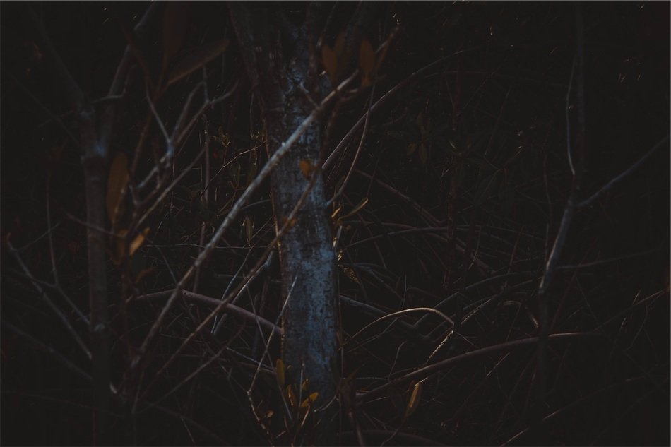 trees in the forest in the twilight