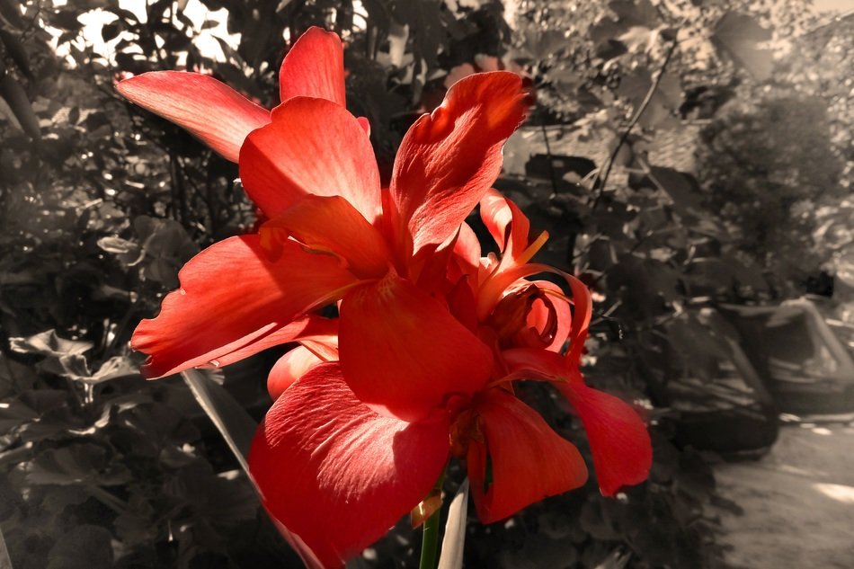 big red flower