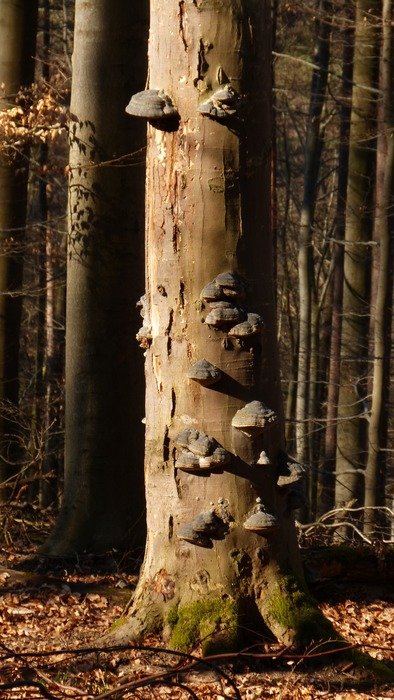 mushrooms on trees in the forest