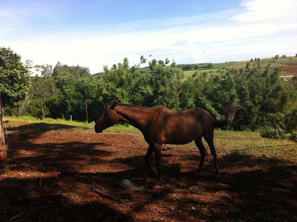 brown horse in green area