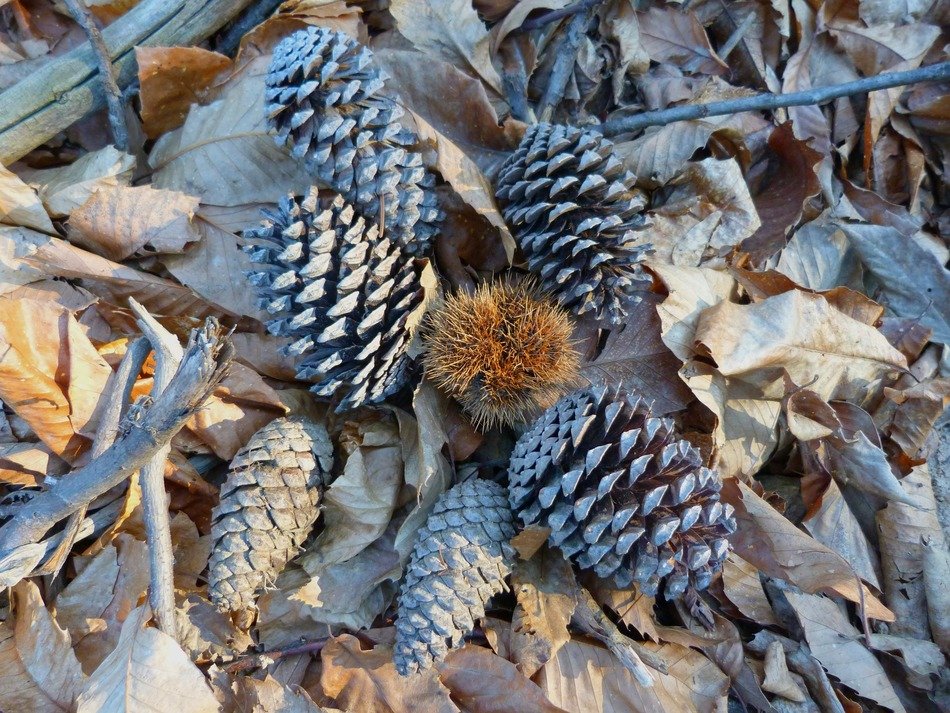 cones and chestnuts on leaves