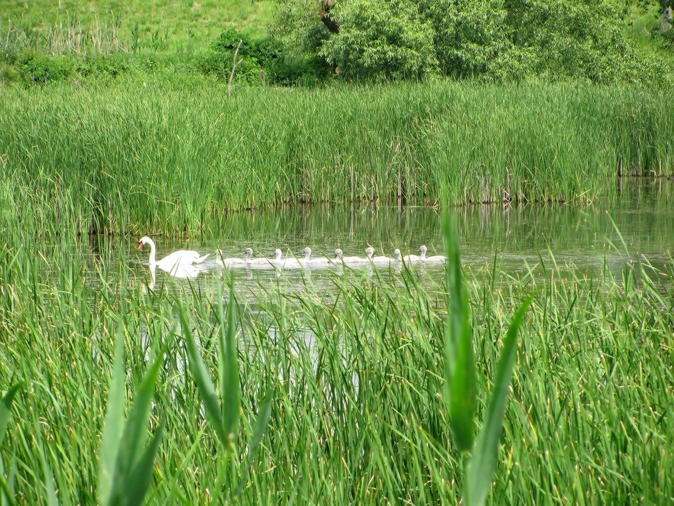 Swan family in the pond among the grass