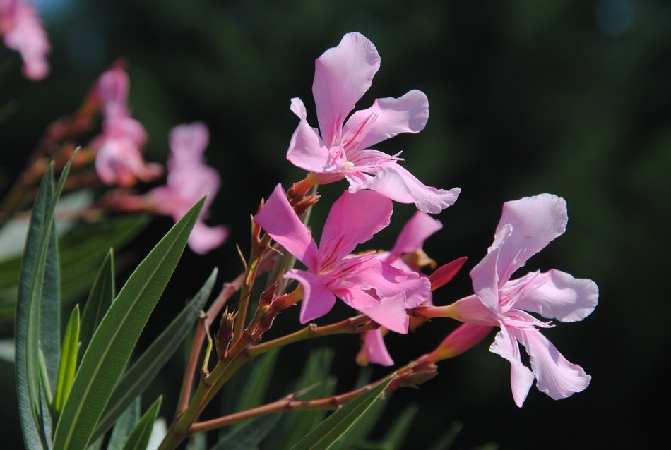oleander blossom close up