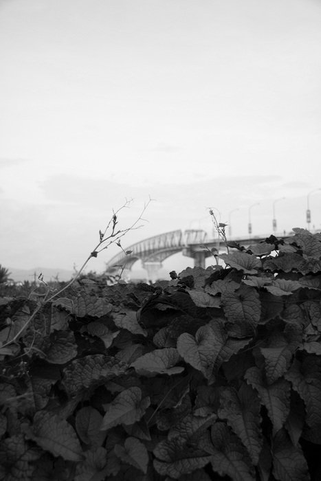 Black and white photo of leaves and Bridge