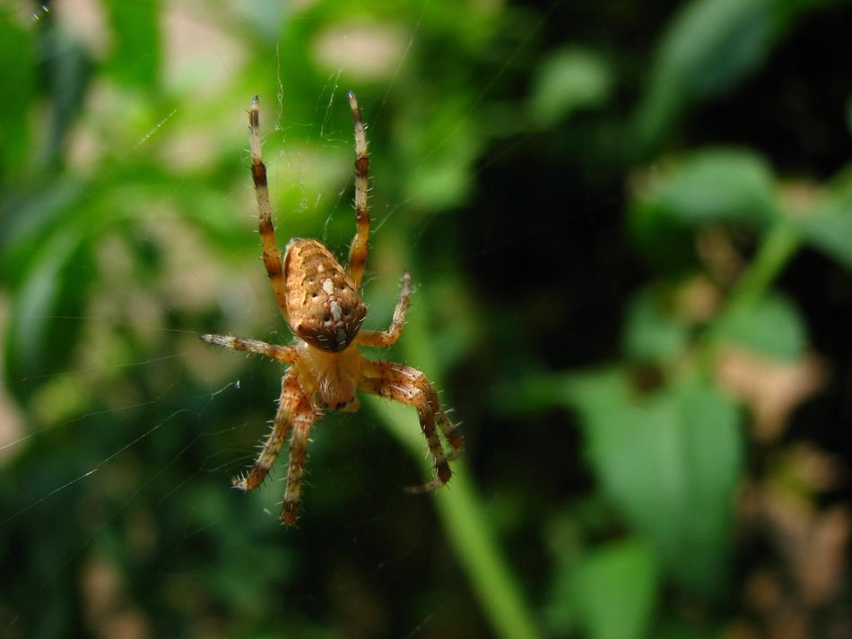 brown spider on blurry background