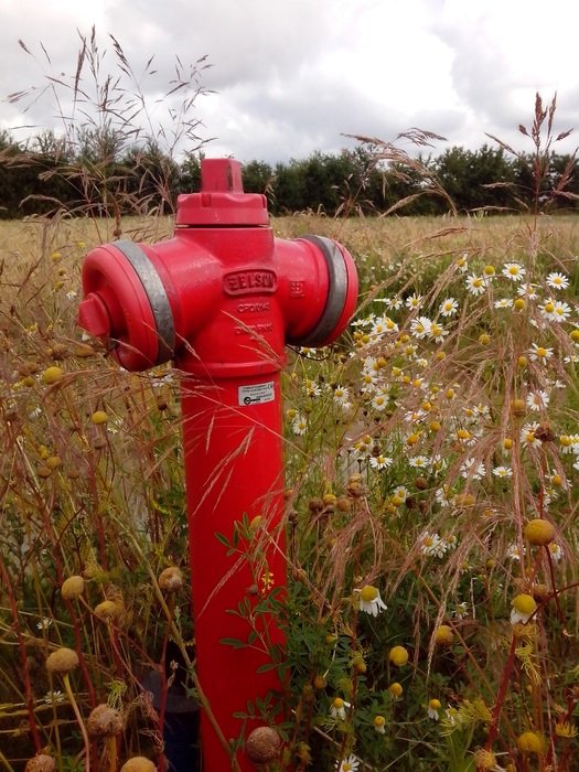 hydrants field flowers