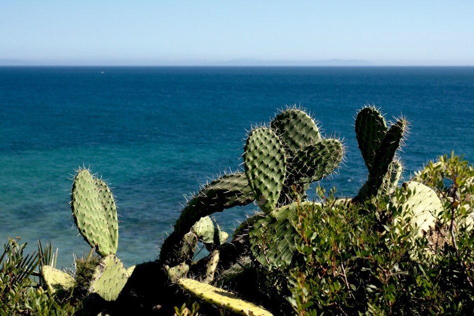 cacti on the sunny coast of spain
