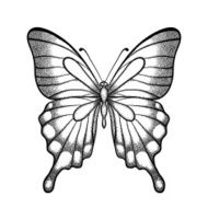 graphic black and white butterfly Hand-drawn contour lines strokes
