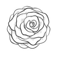 Beautiful monochrome black and white rose isolated on background N3