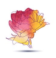 Peony flower N4