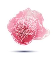 Peony flower N5