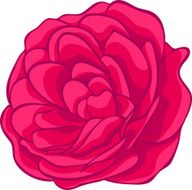 pink rose isolated on white floral design element