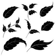 Leaves black silhouettes