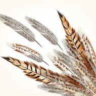 Feathers vector background N2