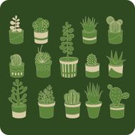 Succulent mix N2