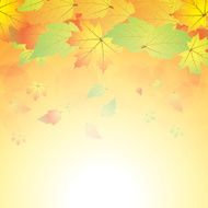 Autumn abstract background with leaf N27