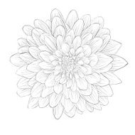beautiful monochrome black and white dahlia flower isolated on background N3