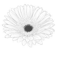 beautiful monochrome black and white gerbera flower isolated N2