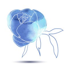 Peony flower N3