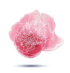 Peony flower N5