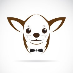 Vector image of an chihuahua dog