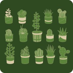 Succulent mix N2