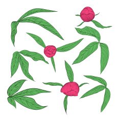 set of beautiful peony leaves and buds isolated on white