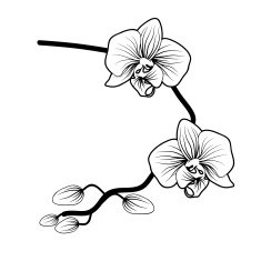 Vector of orchid flower on white background
