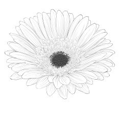 beautiful monochrome black and white gerbera flower isolated N2