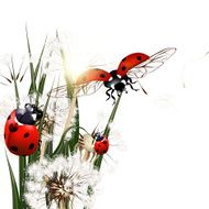 Background with vector green grass dandelions and ladybirds
