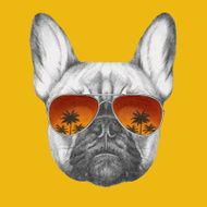 Hand drawn portrait of French Bulldog with mirror sunglasses