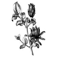 Vintage botany