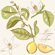 Collection of vector hand drawn lemon tree flowers and lemons