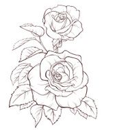 Monochrome black and white rose isolated
