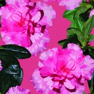 Seamless pattern realistic flowers azalea