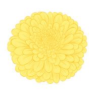 beautiful yellow flower isolated on white background