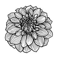 Hand drawn Dahlia flower N8