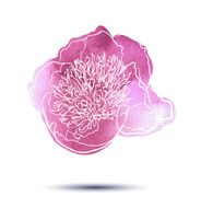 Peony flower N6