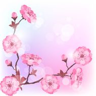 Spring cherry flowers natural background