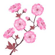 Branch with cherry flowers on white background