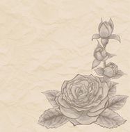 Vintage background rose in corner of mint old paper