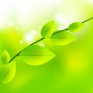 Vector green leaves spring background