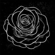 white rose outline with gray spots on a black background N3