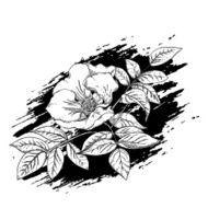 Flower of wild rose