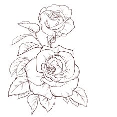 Monochrome black and white rose isolated